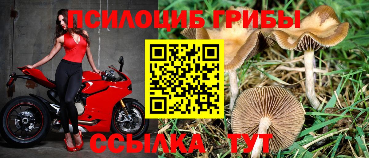 Галлюциногенные грибы Psilocybe Белореченск